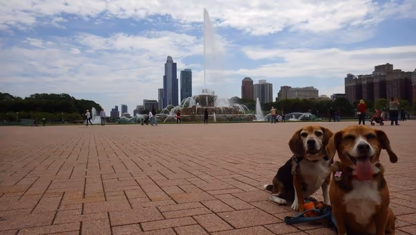 Grant Park Dog Friendly Area photo 1